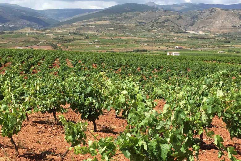 Vignobles de la ferme