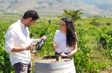 Visita al Cortijo El Cura + Cata de vinos