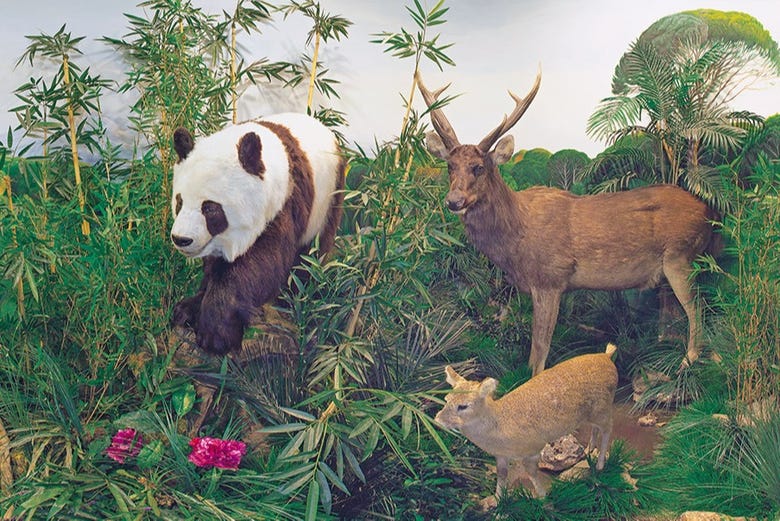 Animais dissecados no Museu da Fauna Selvagem de Valdehuesa