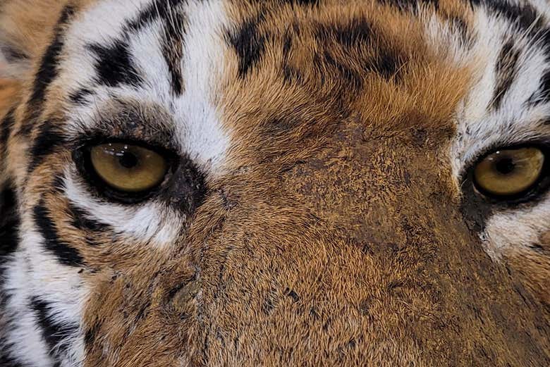 Gros plan sur l'un des animaux