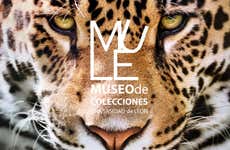 Visita guiada ao Museu de Coleções da Universidade de León
