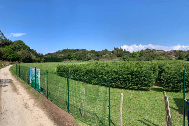 Ready to step into the maze