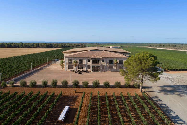 Cantine Vi rei