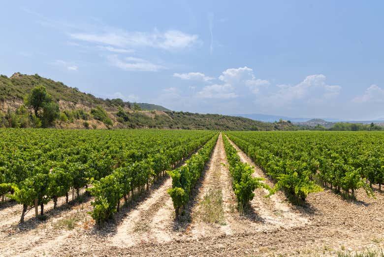 Viñedos de la Viña Ijalba en Logroño