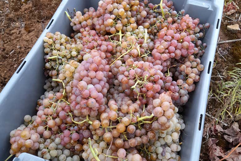 Uva appena raccolta