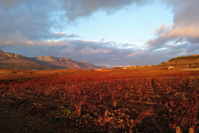 Vigneti della Rioja