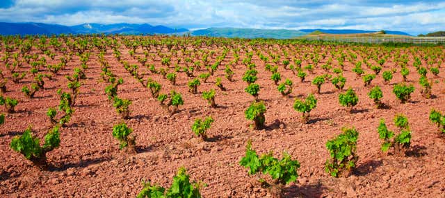 Visita guiada por las bodegas Viña Ijalba