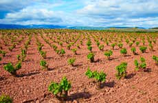 Visita guiada por las bodegas Viña Ijalba