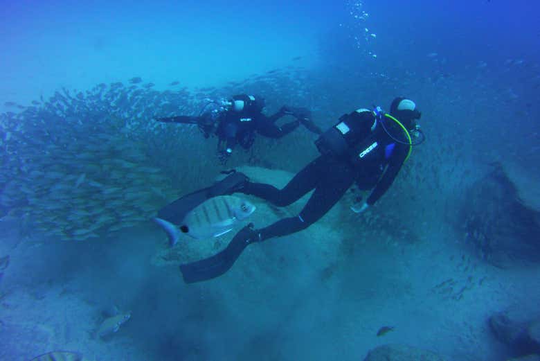 Nade com cardumes de peixes