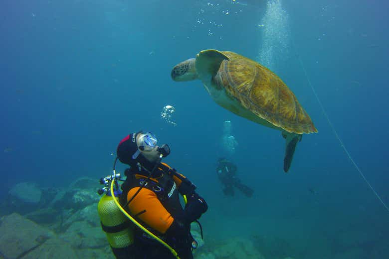 Scuba diving with turtles