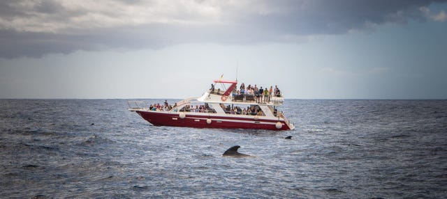 Avistamiento de cetáceos en Los Cristianos