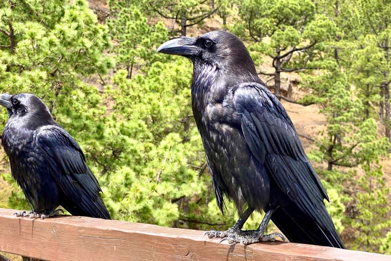 Oiseaux au mirador de Cumbrecita