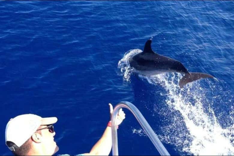 Observez les dauphins