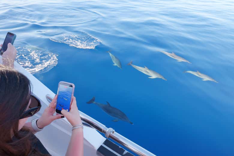 Delfines desde el barco