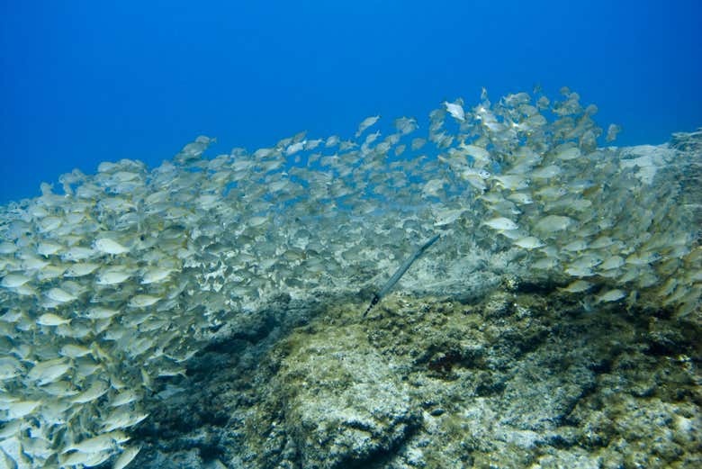 Banc de poissons