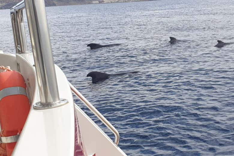 Dauphins s'approchant du bateau