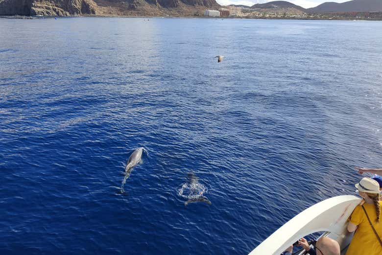 Admirez les dauphins depuis le bateau