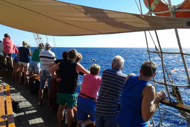 Contemplando aos cetáceos que nadam nas águas de Tenerife