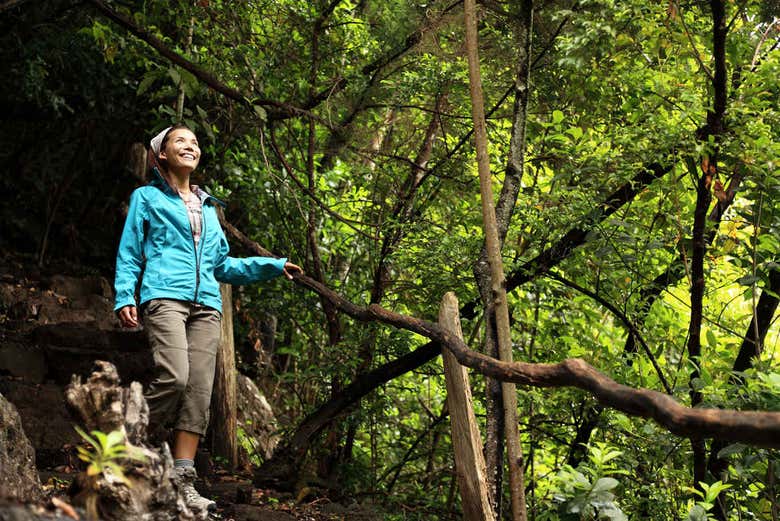 Laurel forest in La Palma