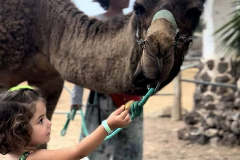 Interagendo con i cammelli
