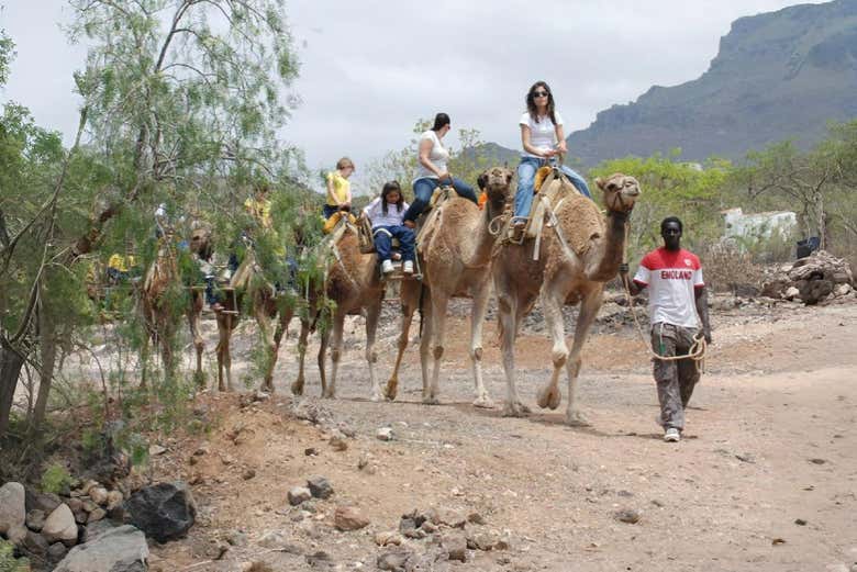 Durante il giro in cammello