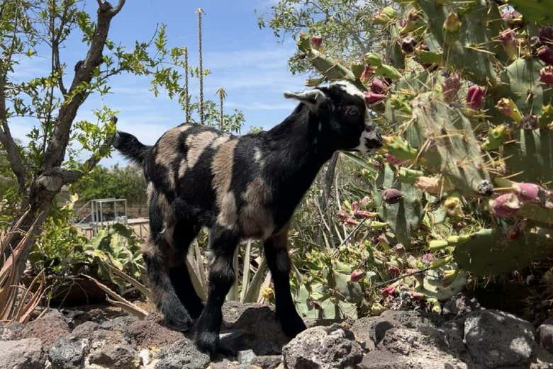 Le capre del Camel Park