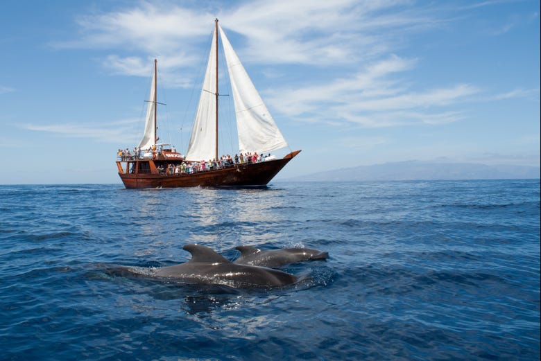 Contemplando ai cetacei di Tenerife