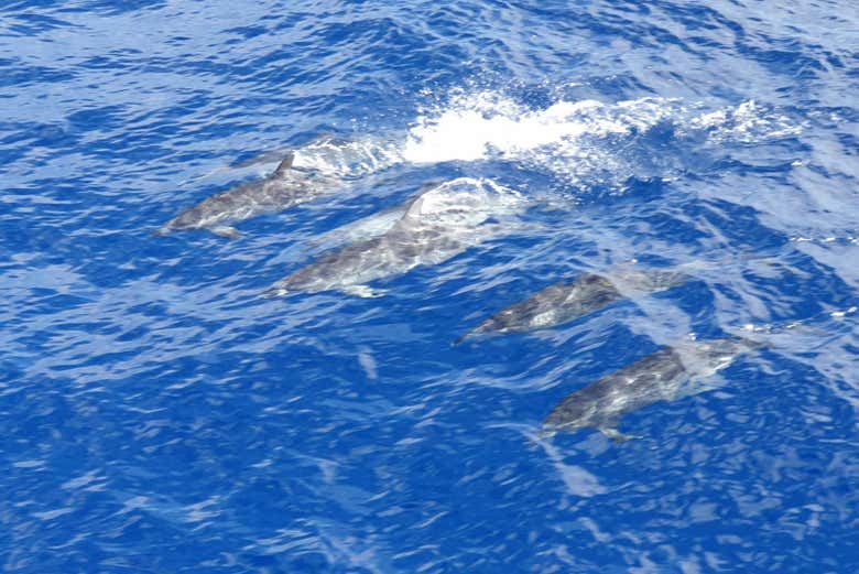 Dauphins nageant dans les eaux de l'Atlantique