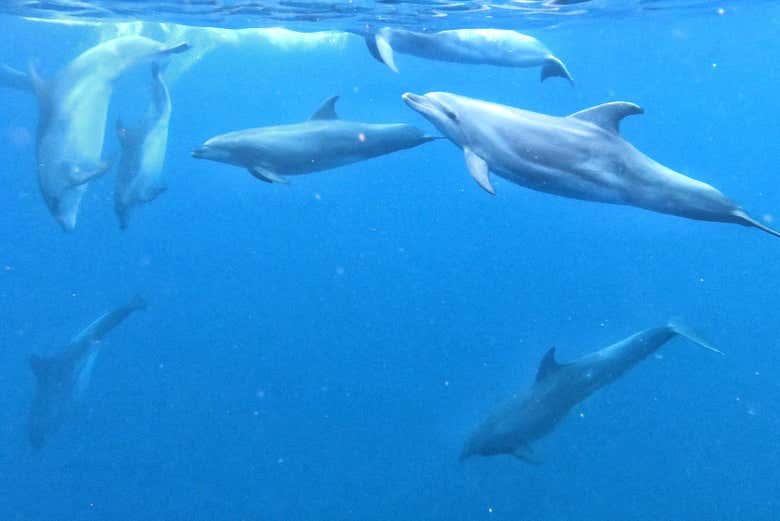 Les dauphins dans l'Atlantique