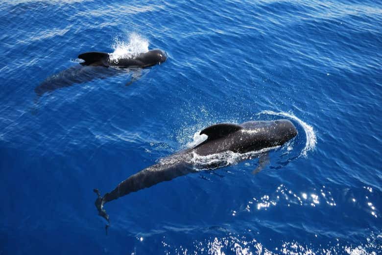 Podremos ver de cerca cómo nadan los delfines