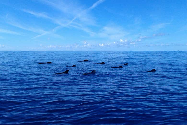 Podremos avistar ballenas piloto