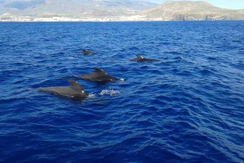 El sur de Tenerife es muy propicio para avistar cetáceos