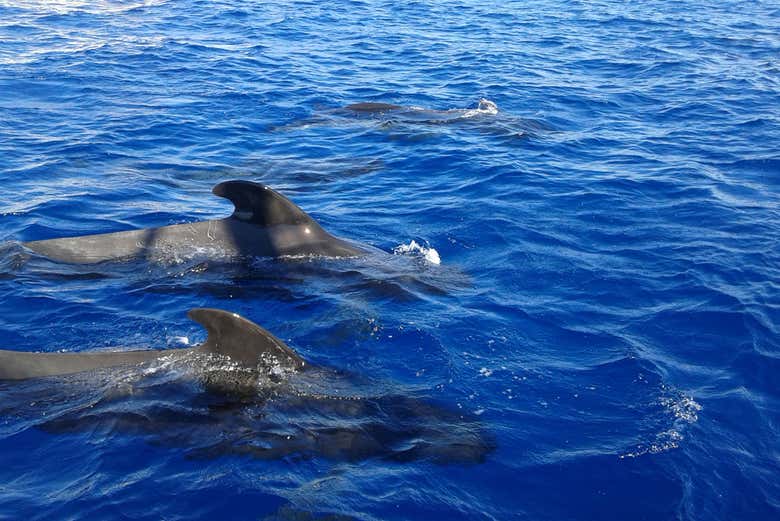 Desde el yate, podréis ver delfines y ballenas