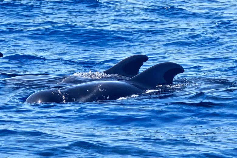 Desde el barco, podréis ver delfines y otros cetáceos