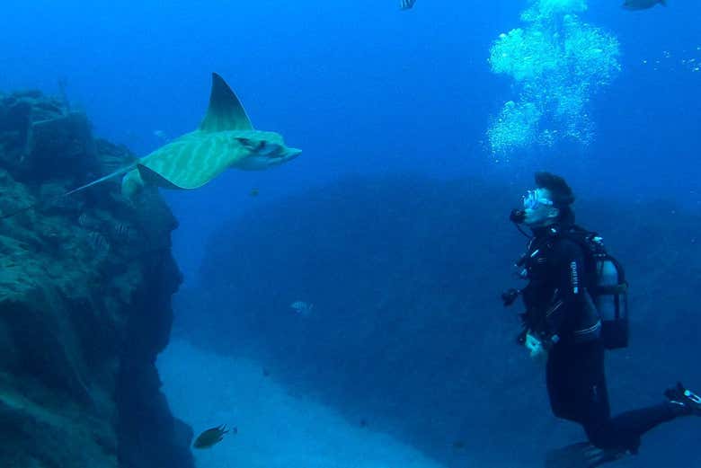 Observez les raies manta à Los Cristianos