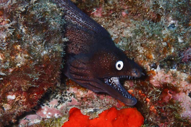 Une murène