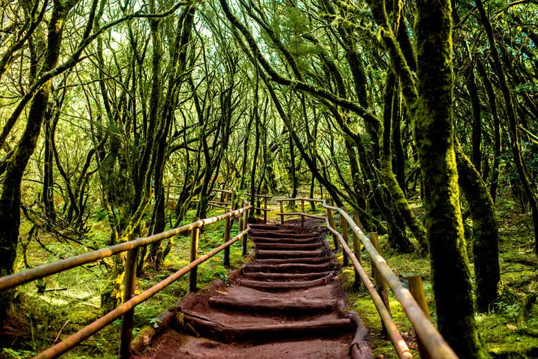 Parc National de Garajonay