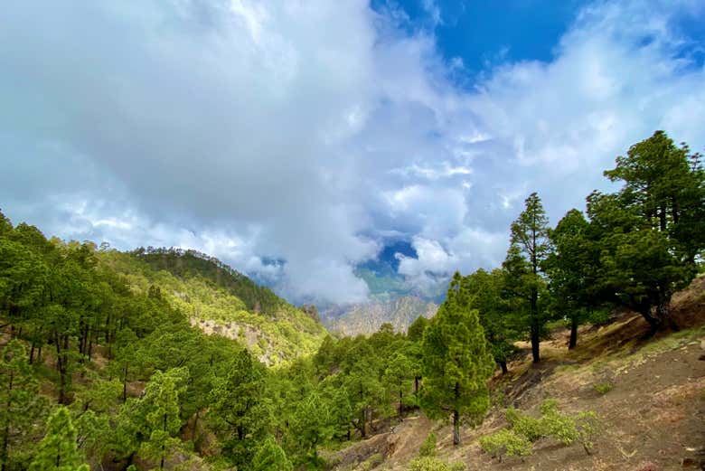 Pins des Canaries dans le parc national de Caldera de Taburiente