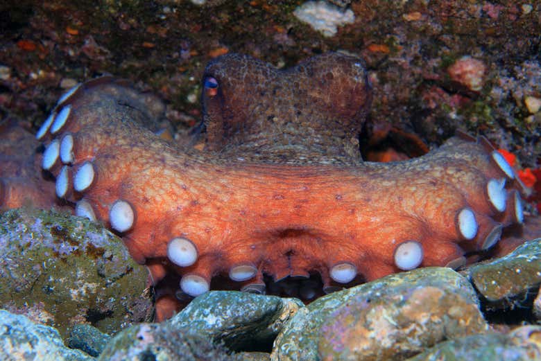 Observez un poulpe dans les eaux de l'Atlantique