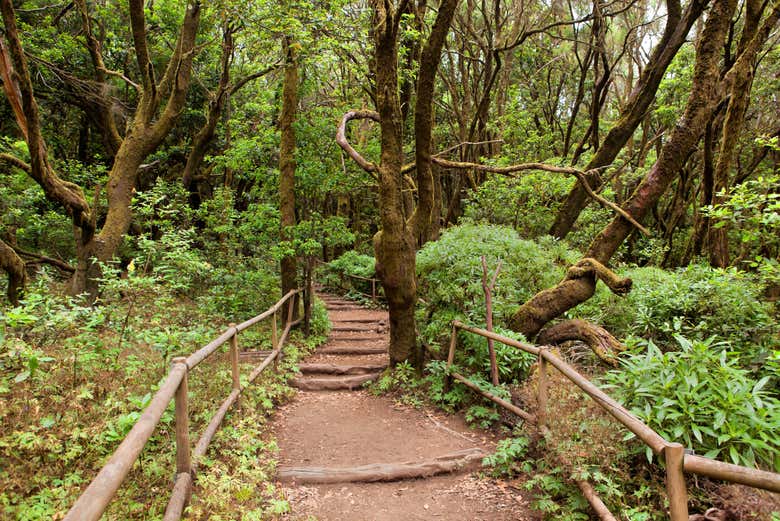 Conociendo el Parque Nacional de Garajonay