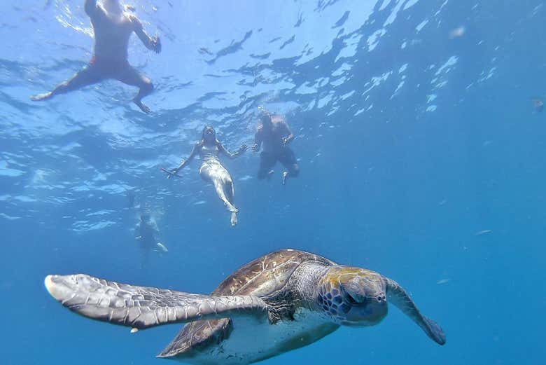 Nagez avec des tortues à Los Cristianos