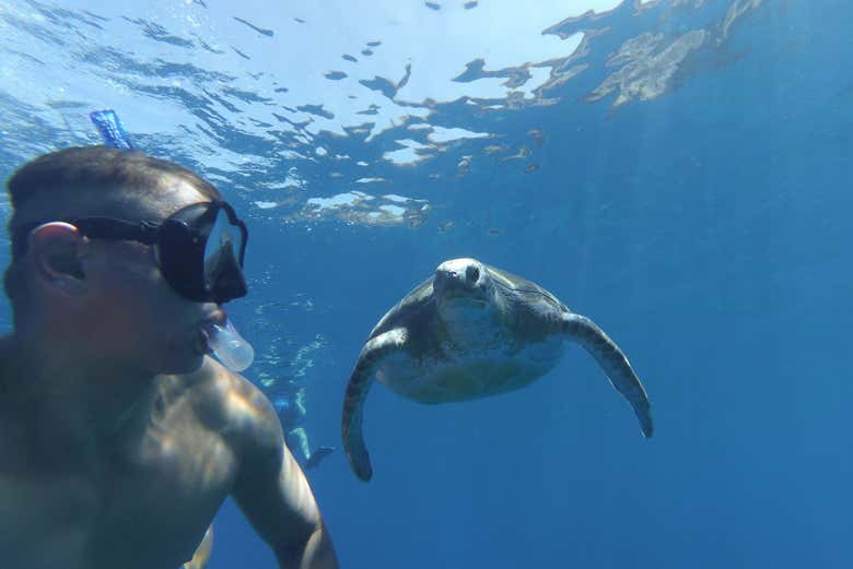 Nadando com tartarugas-marinhas em Los Cristianos, Tenerife