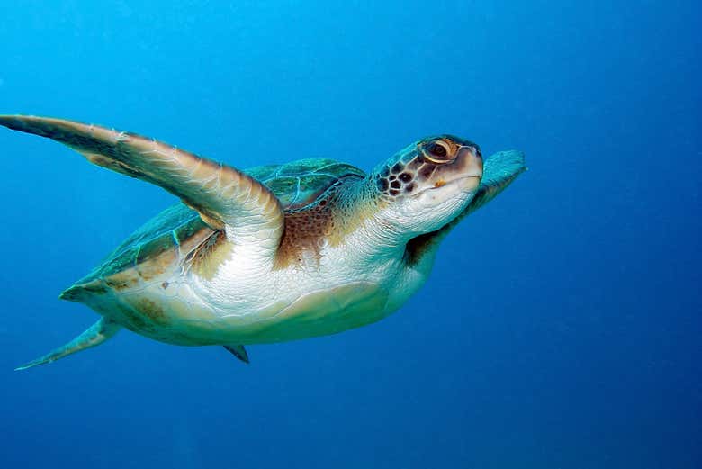 Spotting a sea turtle