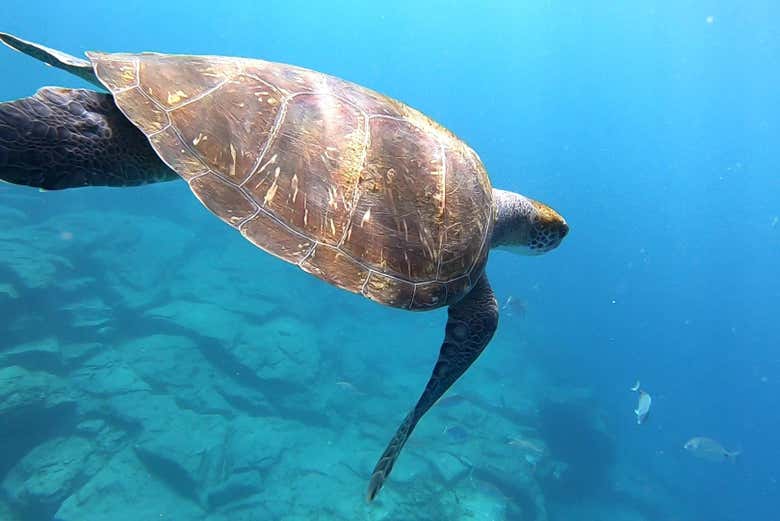 Des tortues de mer à Tenerife