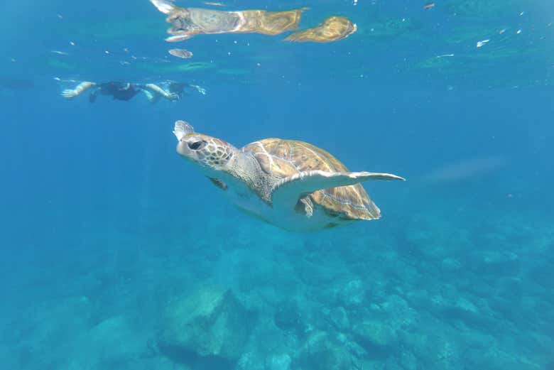 Tartarugas-marinhas em Tenerife