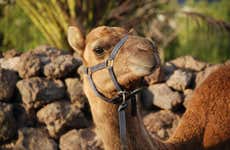 Paseo en camello por Los Cristianos con visita a una granja