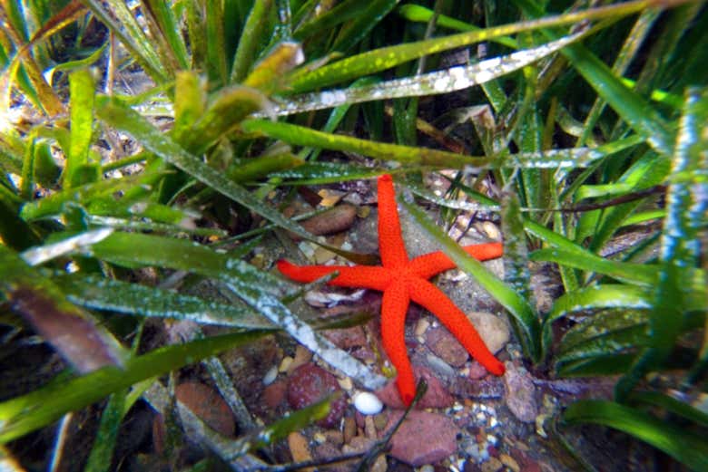 Estrela-do-mar