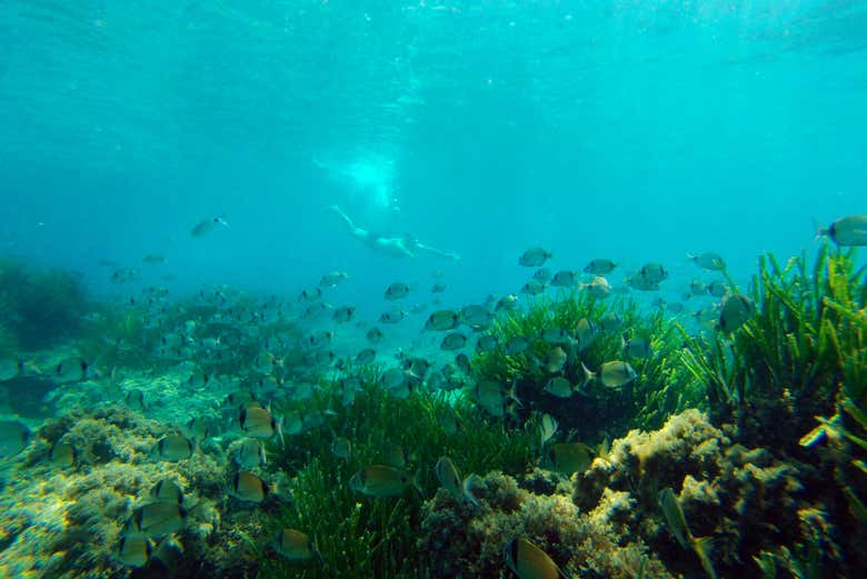 Praticando snorkel no Cabo de Gata