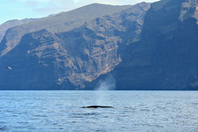 Whale sighting