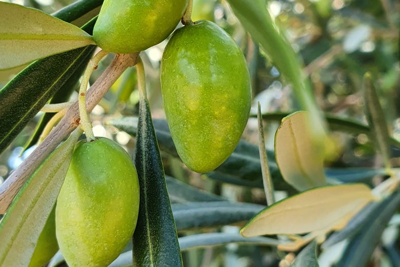 A fazenda elabora azeite de oliva extra virgem